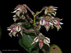 Dendrobium finisterrae