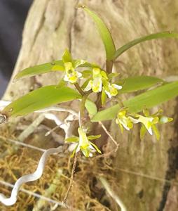 Plectorrhiza tridentata