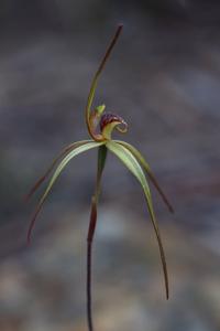 Caladenia echidnachila