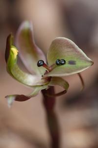 Chiloglottis gunnii