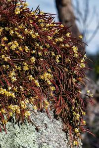 Dendrobium striolatum