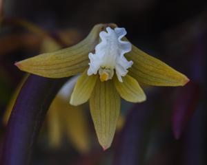 Dendrobium striolatum