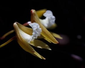 Dendrobium striolatum