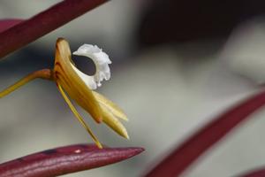 Dendrobium striolatum