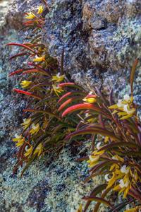 Dendrobium striolatum