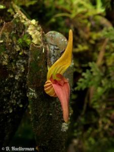 Pleurothallis nossax