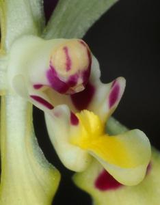 Renanthera citrina