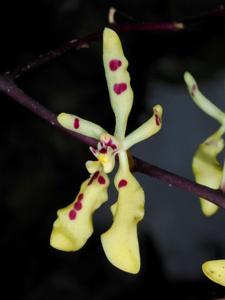 Renanthera citrina