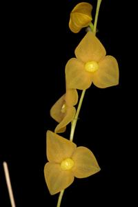 Stelis superbiens