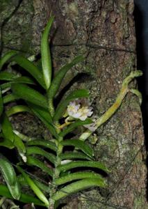 Schoenorchis pachyacris