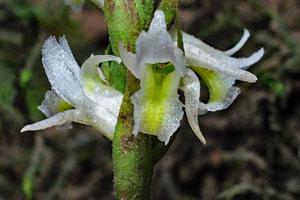 Spiranthes triloba