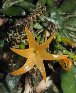 Taeniophyllum radiatum