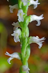 Spiranthes ovalis var. ovalis