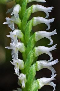 Spiranthes ovalis var. ovalis