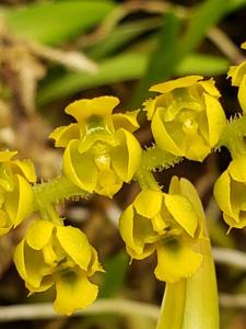 Ornithocephalus ecuadorensis