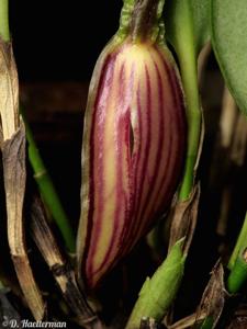 Zootrophion oblongifolium