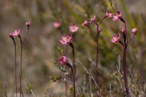 Thelymitra rubra