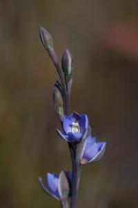 Thelymitra aristata