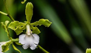 Encyclia randii