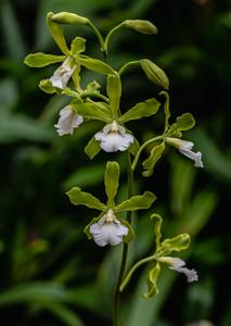 Encyclia randii