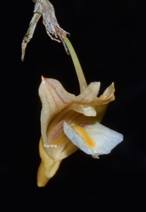 Dendrobium humboldtense