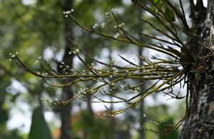 Dendrobium herbaceum