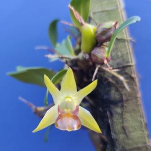 Dendrobium nakaharae