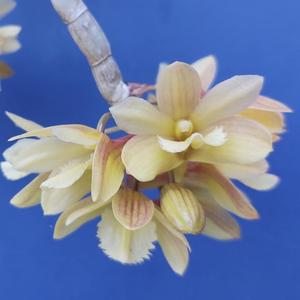 Dendrobium serratilabium