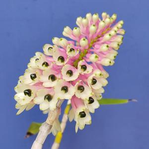 Dendrobium smillieae