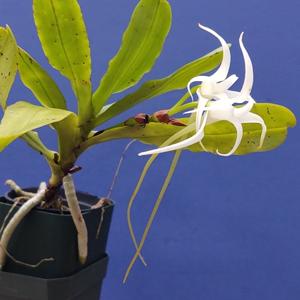 Cyrtorchis chailluana