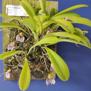 Masdevallia floribunda