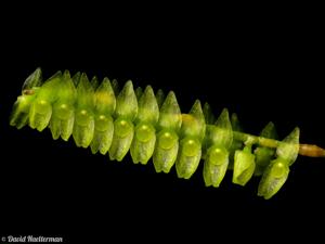 Lepanthopsis floripecten