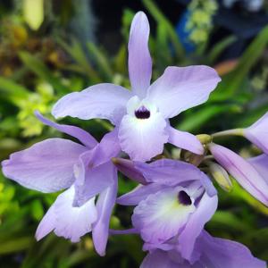 Laelia rubescens