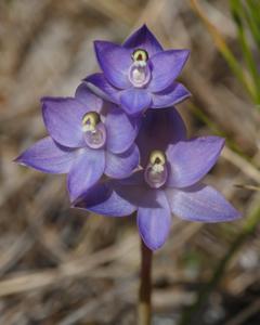 Thelymitra atronitida