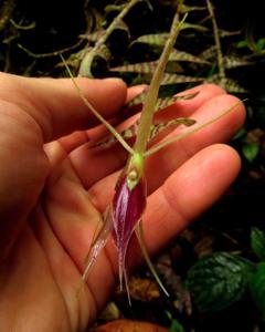Epidendrum escobarianum