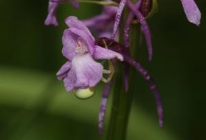 Gymnadenia conopsea