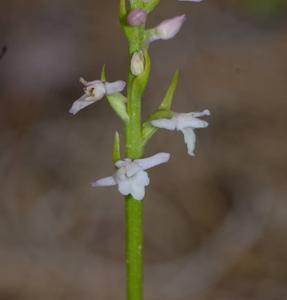 Gymnadenia odoratissima