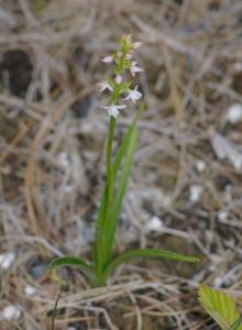 Gymnadenia odoratissima