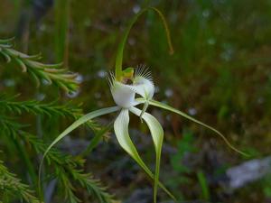 Caladenia serotina
