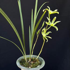 Cymbidium tortisepalum