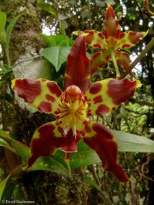 Oncidium lehmannii