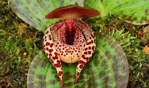 Cypripedium lichiangense
