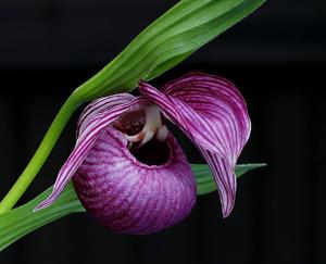 Cypripedium tibeticum