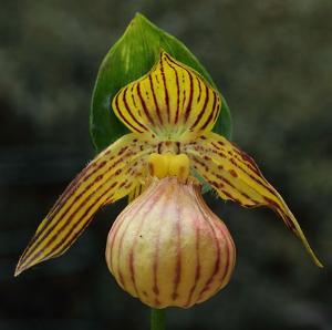 Cypripedium farreri