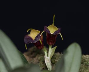 Masdevallia brachyura