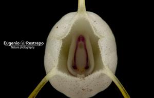 Masdevallia selenites