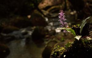 Calanthe plantaginea