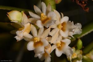 Calyptrochilum christyanum