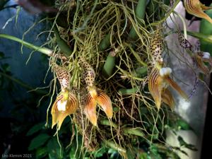 Bulbophyllum membranifolium subsp. membranifolium