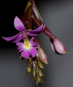 Epidendrum secundum